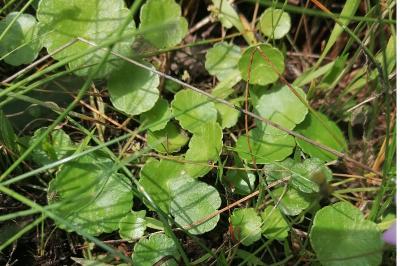 <i>Hydrocotyle vulgaris</i>