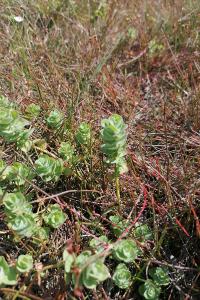 <i>Hypericum elodes</i>