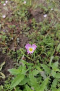 <i>Baldellia repens</i>