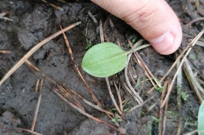 <i>Luronium natans</i>
