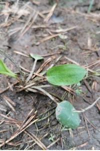<i>Luronium natans</i>