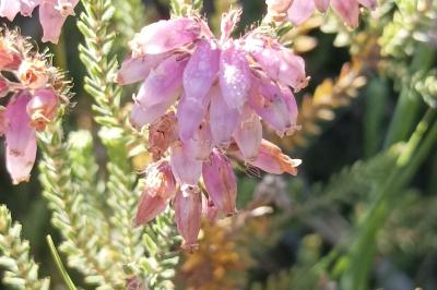 <i>Erica tetralix</i>