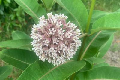 <i>Asclepias syriaca</i>