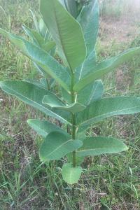 <i>Asclepias syriaca</i>