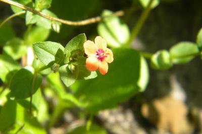 <i>Lysimachia arvensis</i>