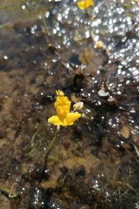 <i>Utricularia neglecta</i>