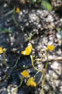<i>Utricularia neglecta</i>