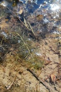 <i>Utricularia neglecta</i>