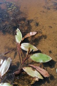<i>Potamogeton nodosus</i>