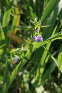 <i>Scutellaria galericulata</i>
