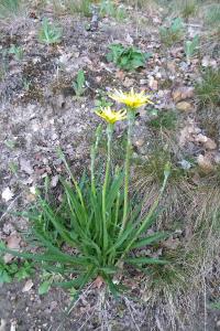<i>Scorzonera humilis</i>