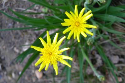 <i>Scorzonera humilis</i>