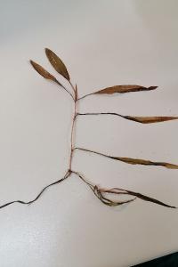 <i>Potamogeton nodosus</i>