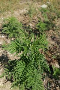 <i>Ambrosia artemisiifolia</i>