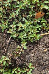 <i>Ludwigia palustris</i>