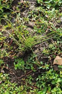 <i>Isolepis setacea</i>