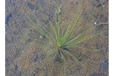 <i>Isoetes tenuissima</i>