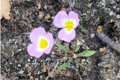 <i>Baldellia repens</i>