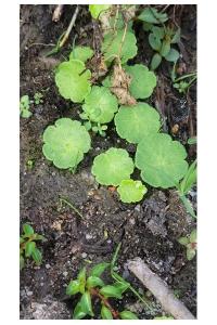 <i>Hydrocotyle vulgaris</i>