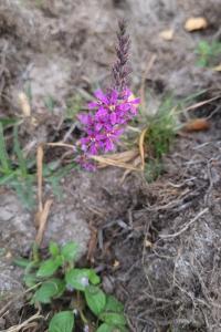 <i>Lythrum salicaria</i>
