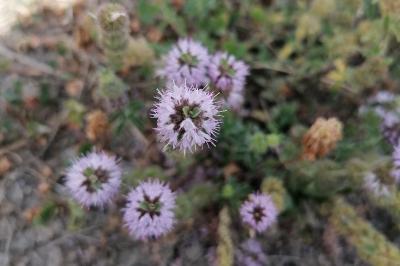 <i>Mentha pulegium</i>