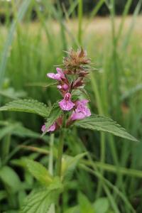 <i>Stachys palustris</i>