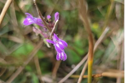 Lobelia urens