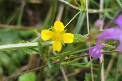 Potentilla erecta