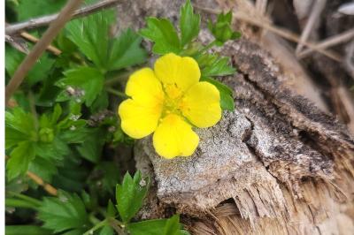 Potentilla verna