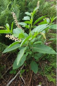 <i>Phytolacca americana</i>