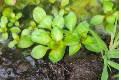Ludwigia palustris