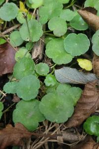 <i>Hydrocotyle vulgaris</i>