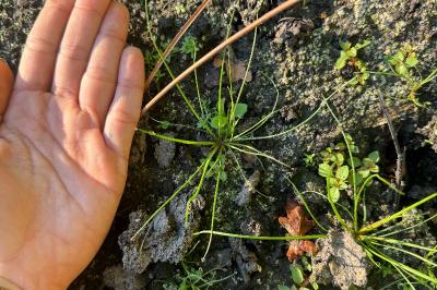Juncus bulbosus