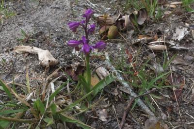 <i>Orchis x arunca</i>