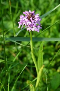 <i>Anacamptis pyramidalis</i>