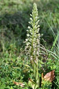 <i>Himantoglossum hircinum</i>