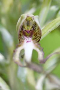 <i>Himantoglossum hircinum</i>