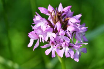 <i>Anacamptis pyramidalis</i>