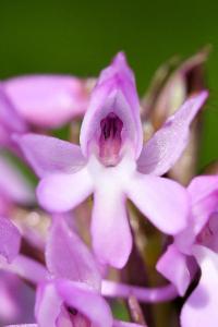 <i>Anacamptis pyramidalis</i>