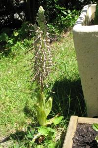 <i>Himantoglossum hircinum</i>