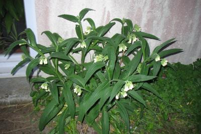 <i>Symphytum officinale subsp. officinale</i>