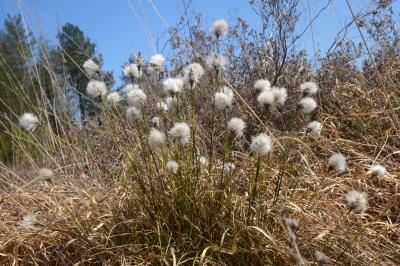 Eriophorum vaginatum