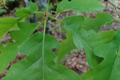 <i>Quercus robur</i>