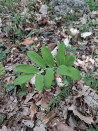 <i>Polygonatum multiflorum</i>
