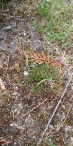 <i>Plantago coronopus</i>