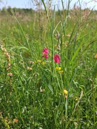 <i>Lathyrus nissolia</i>