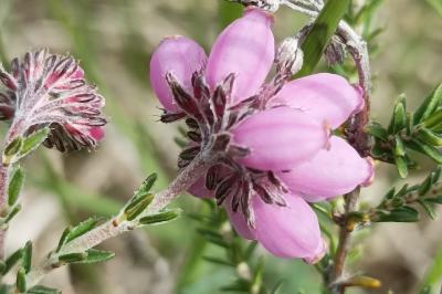 <i>Erica tetralix</i>