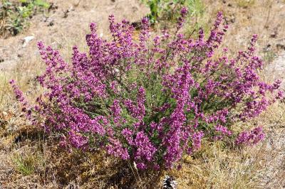 <i>Erica cinerea</i>