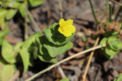 <i>Hypericum elodes</i>