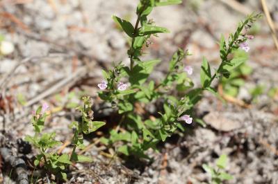 <i>Scutellaria minor</i>